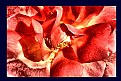 Picture Title - flaming rose petals...