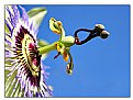 Picture Title - Passion Flower