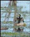 Picture Title - Double-crested Cormorant