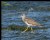 Greater Yellowlegs