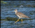 Picture Title - Greater Yellowlegs