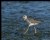 Lesser Yellowlegs