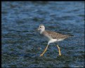 Picture Title - Lesser Yellowlegs
