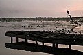 Picture Title - Heron, Dock & Mist