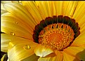 Picture Title - Water Beads on Flower