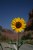 The Sky, the cliffs, road & of course the flower