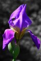 Picture Title - purple flower