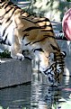 Picture Title - .