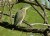 Little green heron