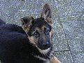 Picture Title - Deep Eyes