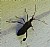 Maimed bug