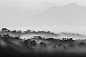 Picture Title - Misty Morning #1