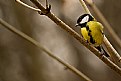 Picture Title - Little Bird