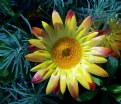 Picture Title - Strawflower