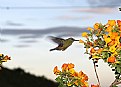 Picture Title - colibri y flor anaranjada