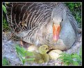 Picture Title - Mother Goose.