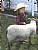Kid with a Sheep
