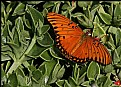 Picture Title - Butterfly