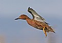 Picture Title - Cinnamon Teal