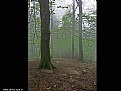 Picture Title - misty forest