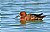 Cinnamon Teal