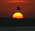 Picture Title - Alone With The Sunrise