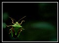 Picture Title - green bug