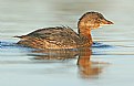 Picture Title - Pied-Billed Grebe