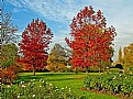Picture Title - Trees in Autumn