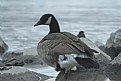 Picture Title - Goose