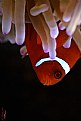 Picture Title - marrone clownfish