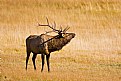 Picture Title - Bull Elk whistling and bellowing.