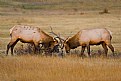 Picture Title - Bull Elk sparring for practice.