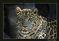 Picture Title - Amur Leopard (d1654)