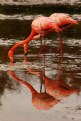 Picture Title - Flamingo