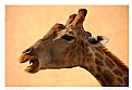 Picture Title - Giraffe Portrait
