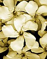 Picture Title - white flowers