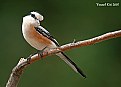 Picture Title - masked shrike