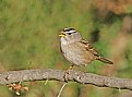 Picture Title - White-crowned Sparrow