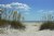 Sea Oats By The Gulf.