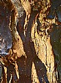 Picture Title - Tree Trunk