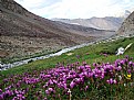Picture Title - Wild flowers at river bank