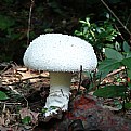 Picture Title - Giant Mushroom