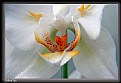 Picture Title - In the heart of a a orchid