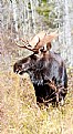 Picture Title - Majestic Moose of Kidney Pond