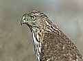 Picture Title - Close Encounter with a Cooper's Hawk