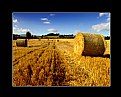 Picture Title - Hay Field