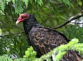 Picture Title - Turkey Vulture