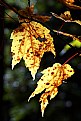 Picture Title - Golden Leaves