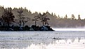 Picture Title - Maine Morning treeline